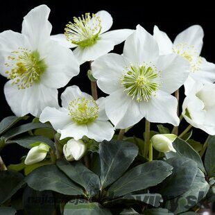 VÝPREDAJ ! Vianočná ruža Christmas Carol - čemerica, výška 20/40 cm v črepníku 2l Helleborus niger
