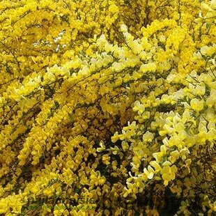Zanoväť skorá All Gold v črepníku Cytisus praecox All Gold
