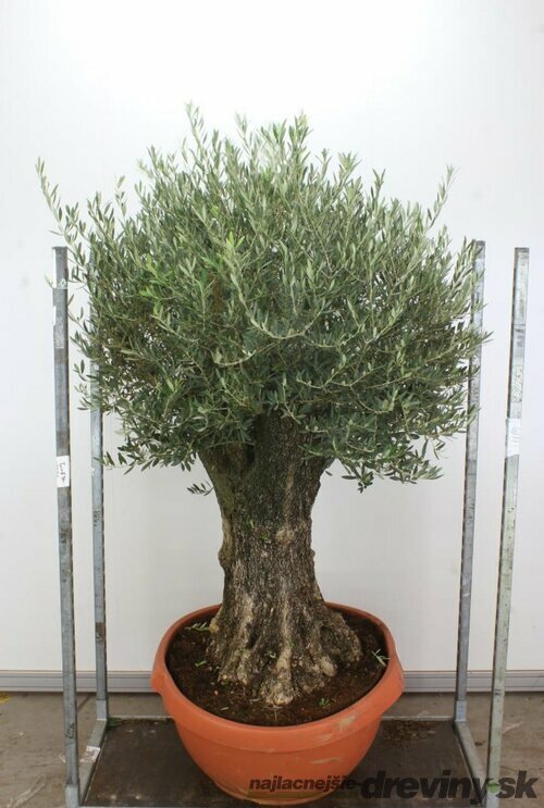 Zberateľský olivovník európsky (40 ročný bonsaj), v črepníku Olea europaea