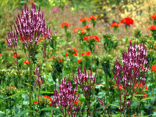 Železnik 10/15 cm, v črepniku P9 Verbena bonariensis 