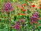 Železnik 10/15 cm, v črepniku P9 Verbena bonariensis 