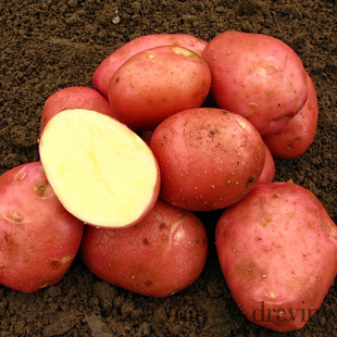 Zemiaky ROSARA sadbové červené veľmi skoré 10kg