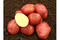 Zemiaky ROSARA sadbové červené veľmi skoré 10kg