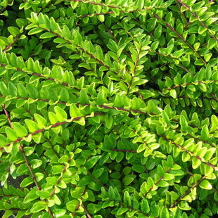 Zemolez lesklý 30/40 cm, v črepníku Lonicera nitida Maigrün