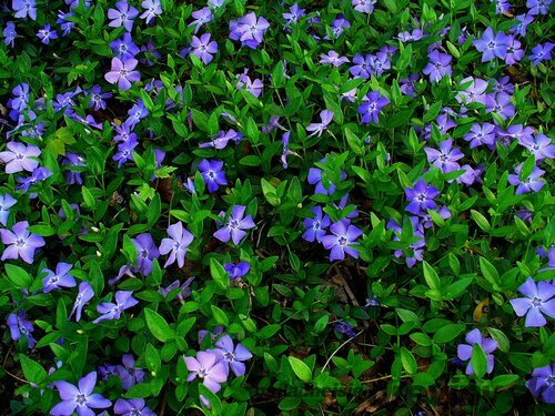 Zimozeleň menšia 15/25 cm, v črepníku Vinca minor