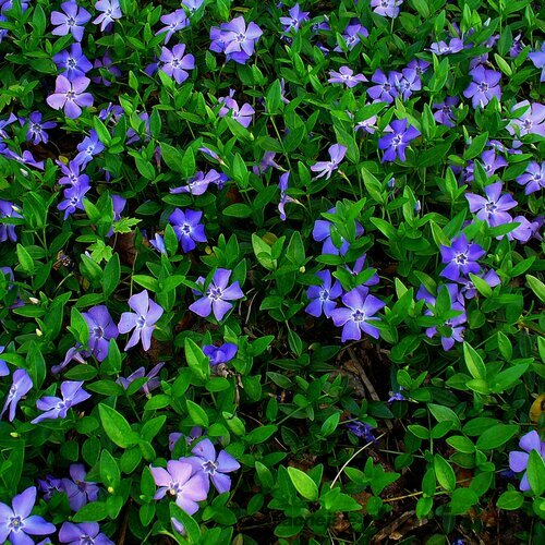 Zimozeleň menšia 15/25 cm, v črepníku Vinca minor