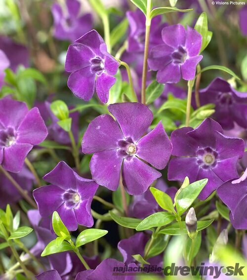 Zimozeleň menšia Atropurpurea, v črepníku Vinca minor Atropurpurea
