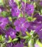 Zimozeleň menšia Atropurpurea, v črepníku Vinca minor Atropurpurea