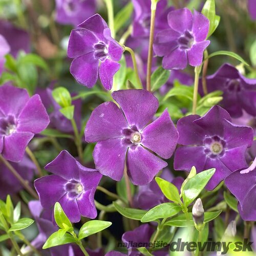 Zimozeleň menšia Atropurpurea, v črepníku Vinca minor Atropurpurea