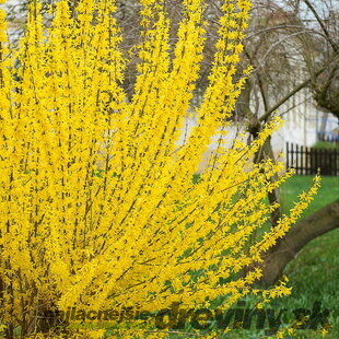 Zlatovka prostredná (Zlatý dážď) Weber’s Bronx, 30/40 cm, v črepníku Forsythia intermedia Weber’s Bronx