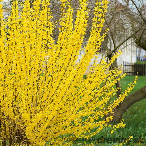 Zlatovka prostredná (Zlatý dážď) Weber’s Bronx, 30/40 cm, v črepníku Forsythia intermedia Weber’s Bronx