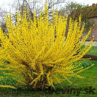 Zlatovka (Zlatý dážď) Goldrausch, 50/+ cm, v črepníku 3l Forsythia Goldrausch