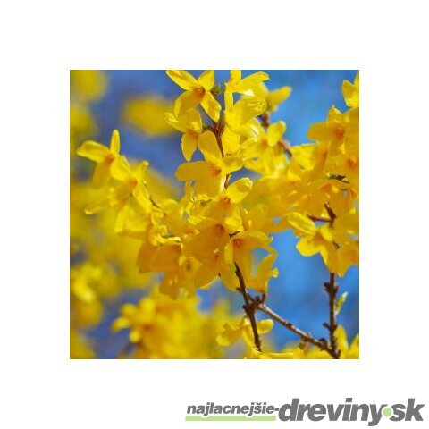 Zlatý dážď Lynwood (zlatovka prostredná), výška 30/+ cm, v črepníku 2l Forsythia Lynwood
