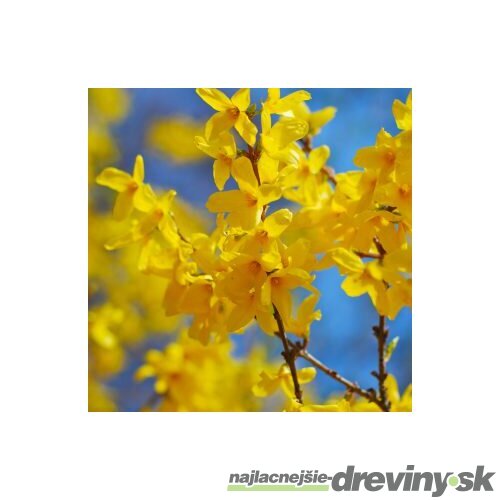Zlatý dážď Lynwood (zlatovka prostredná), výška 30/+ cm, v črepníku 2l Forsythia Lynwood