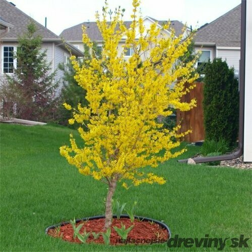 Zlatý dážď na kmienku 80/100 cm, v črepníku Forsythia intermedia Goldzaubert