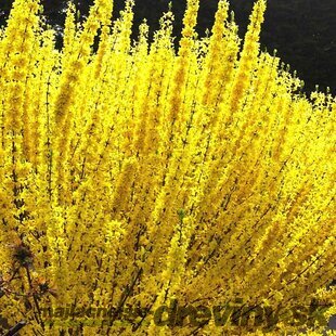 Zlatý dážď WEEK-END ‘Courtalyn‘ (zlatovka prostredná), výška 30/+ cm, v črepníku 2l Forsythia x intermedia WEEK-END ‘Courtalyn‘