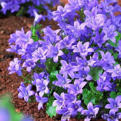 Zvonček skalničkový, výška 10/15 cm, v črepníku Campanula portenschlagiana