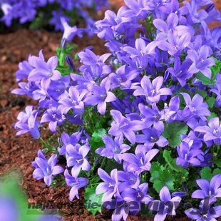 Zvonček skalničkový, výška 10/15 cm, v črepníku Campanula portenschlagiana