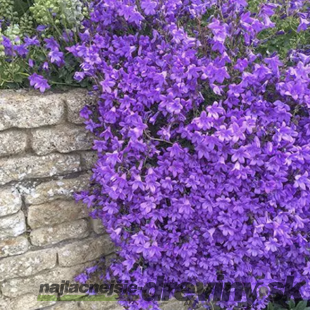 Zvonček Sklaničkový, v črepníku 1,5 l campanula portenschlagiana